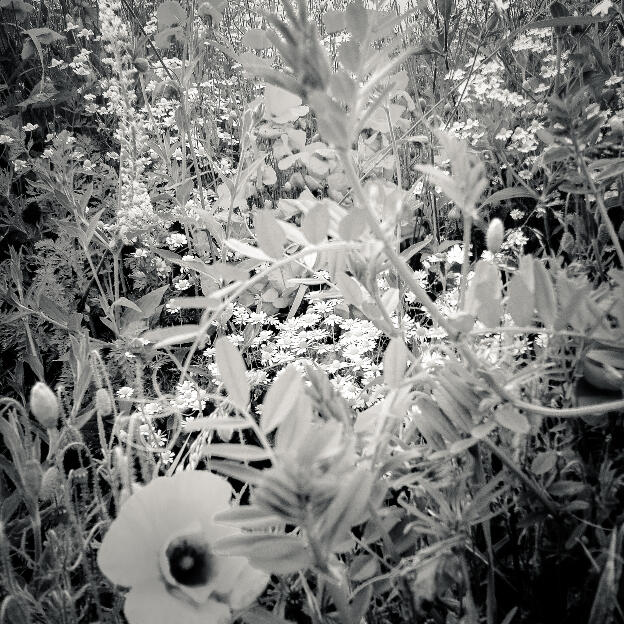 #169 Hesbaye, Belgium, 2012
