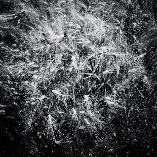 #118 Hesbaye, Belgium, 2012