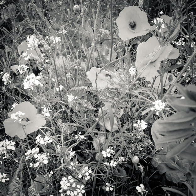 #168 Hesbaye, Belgium, 2012