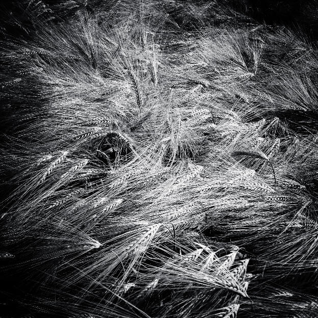 #166 Hesbaye, Belgium, 2012