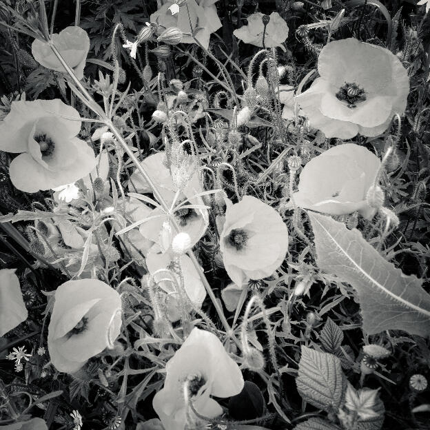 #113 Hesbaye, Belgium, 2012