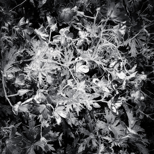 #108 Hesbaye, Belgium, 2012