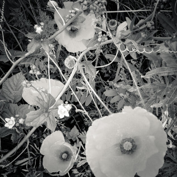 #114 Hesbaye, Belgium, 2012