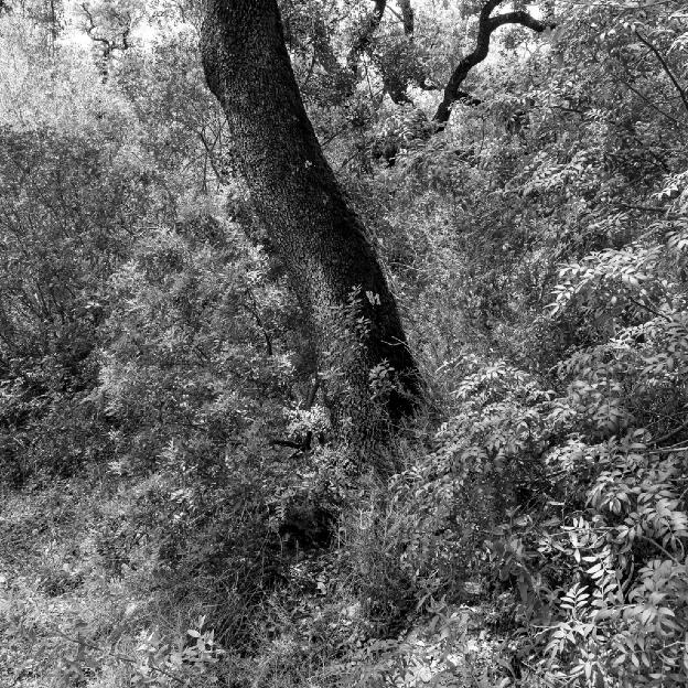 #451 Fonte Benémola