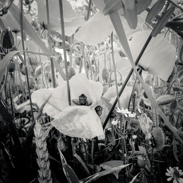 #116 Hesbaye, Belgium, 2012