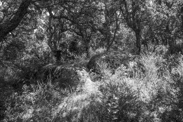 #595 Calangianus