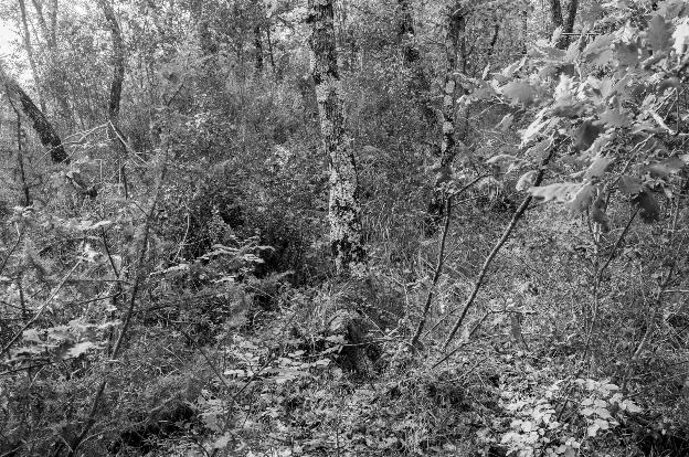 #560 42.882150, 12.127966